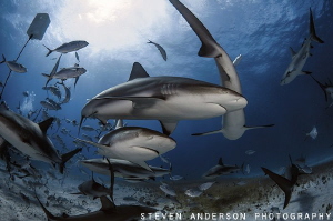 Sharks and more sharks at Tiger Beach located off West En... by Steven Anderson 